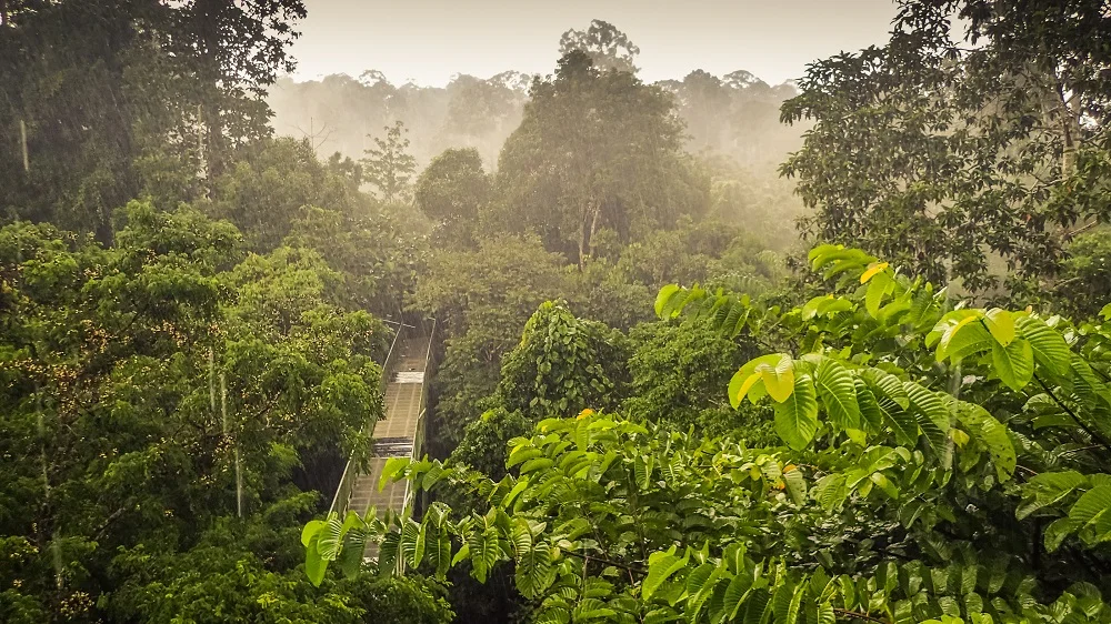 borneo