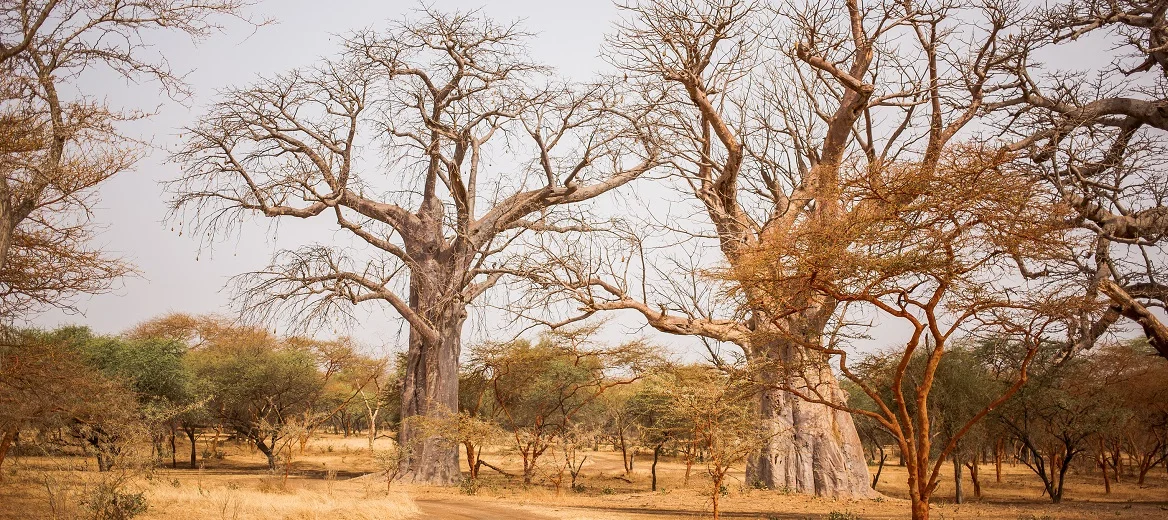 senegal